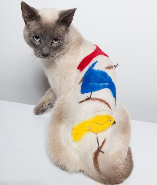 أعمال فنية إبداعية تزين أجساد قطط 