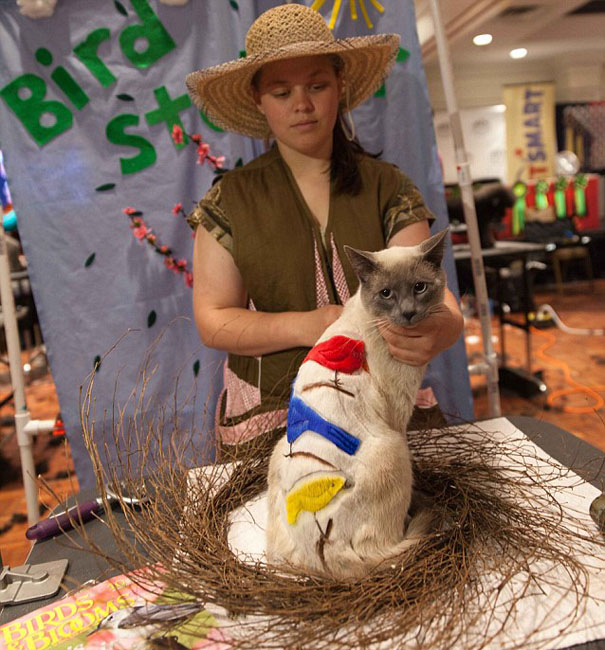 أعمال فنية إبداعية تزين أجساد قطط 