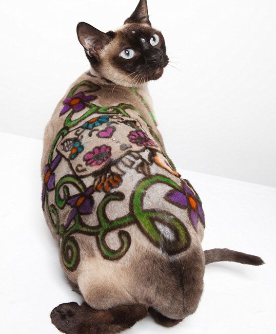 أعمال فنية إبداعية تزين أجساد قطط 