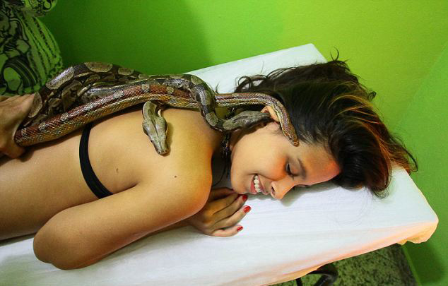 "تدليك الثعابين" يلقى إقبالا كبيرا في  البرازيل 