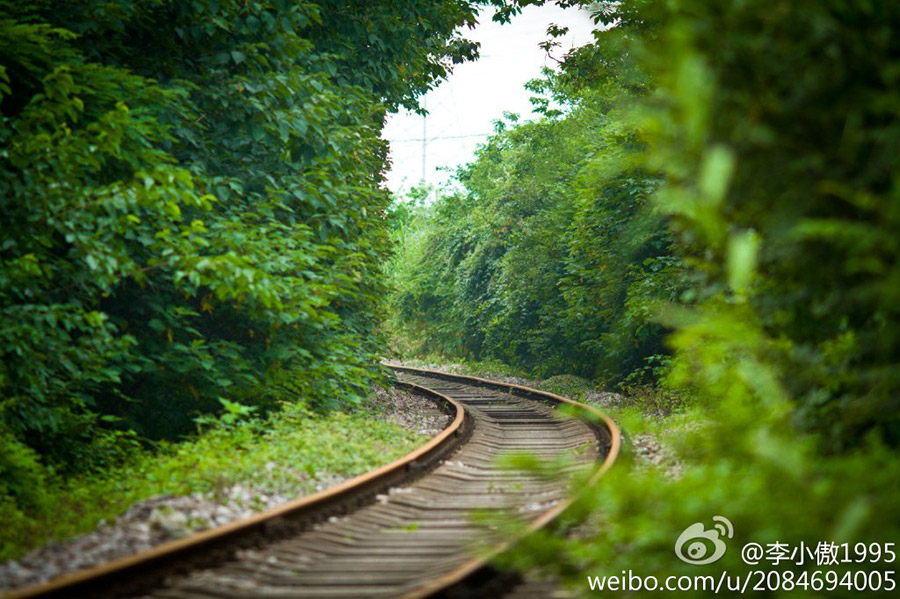 صور:"أجمل سكة حديد "فى مدينة نانجينغ الصينية    