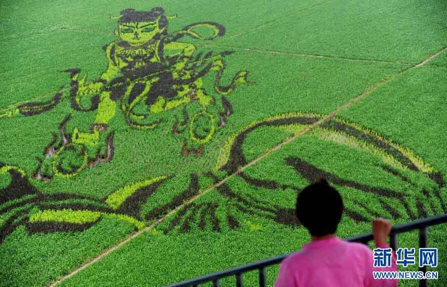 ظهور"لوحات ثلاثية الأبعاد على حقول الأرز" في مدينة شنيانغ  الصينية 