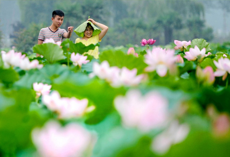 معرض زهور لوتس في محافظة جينهو بشرق الصين 