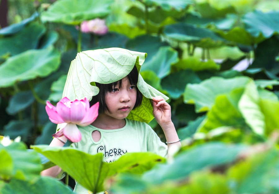 معرض زهور لوتس في محافظة جينهو بشرق الصين 