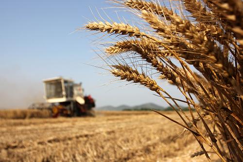 ارتفاع حجم إنتاج محاصيل الحبوب الصيفية في الصين