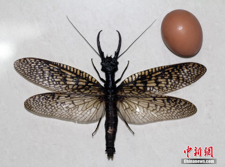 استكشاف أكبر الحشرات المائية فى العالم بمقاطعة سيتشوان الصينية