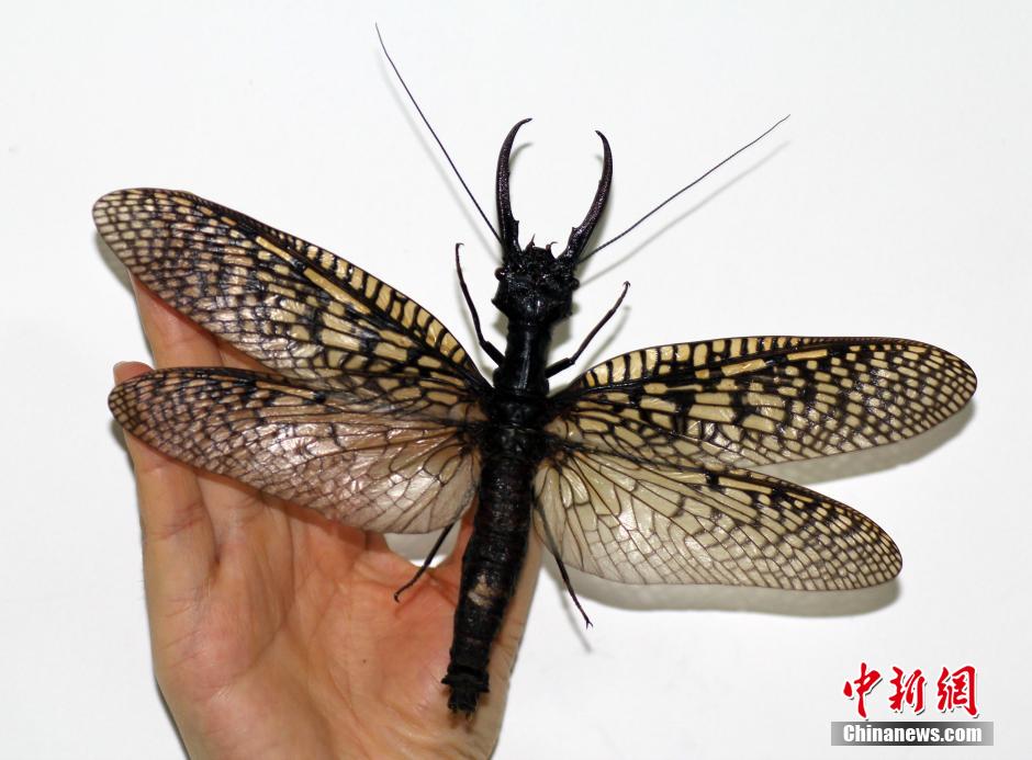 استكشاف أكبر الحشرات المائية فى العالم بمقاطعة سيتشوان الصينية