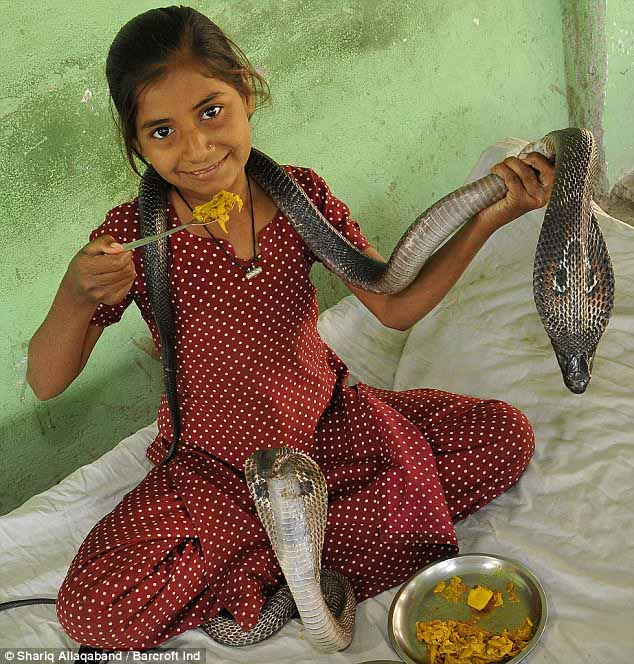 فتاة هندية تسكن وتأكل مع الكوبرا الملكة