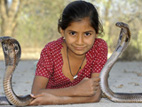 فتاة هندية تسكن وتأكل مع الكوبرا الملكة