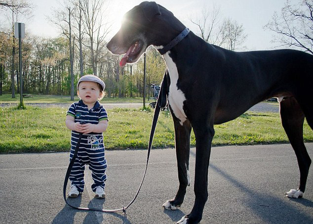 الصور الجماعية للصداقة بين الأطفال والكلاب