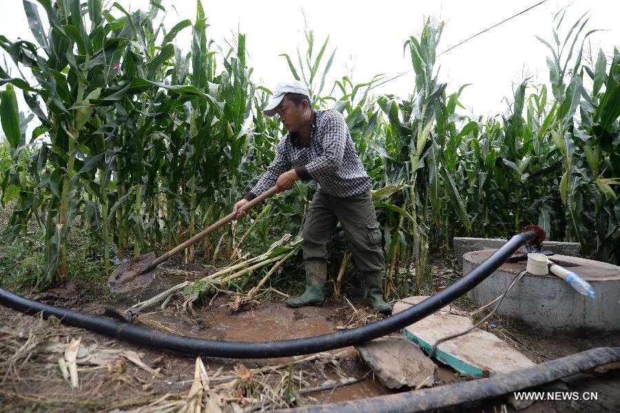 2.95 مليون هكتار من المحاصيل تعاني من تفاقم حالة الجفاف بشمال شرقي الصين