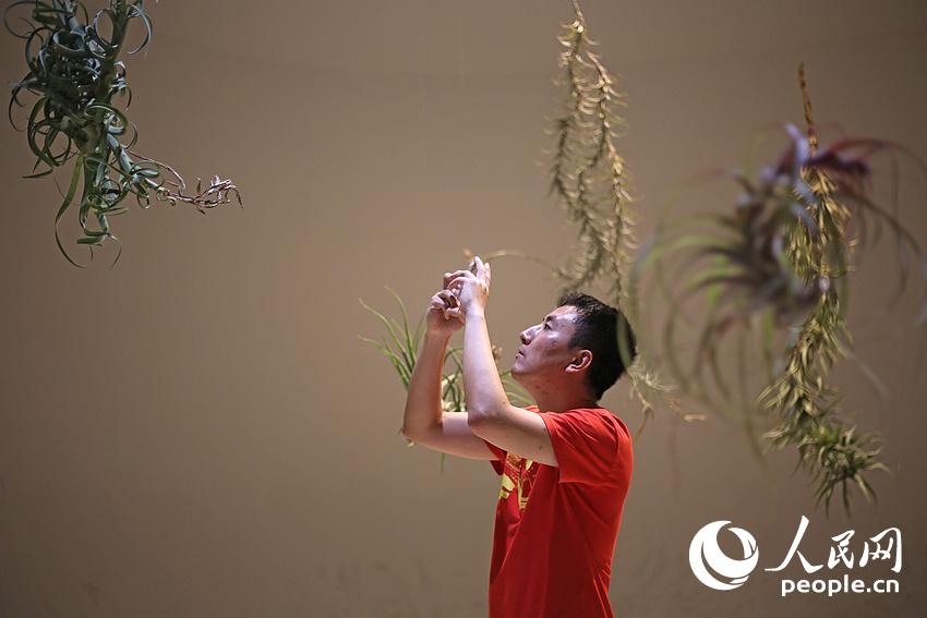 الكشف عن نباتات غريبة تزرع في الهواء بمدينة شانغهاي