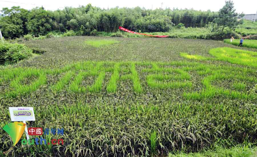 حصاد حقول الأرز الملون " صور كاريكاتورية" بمدينة هانغتشو الصينية