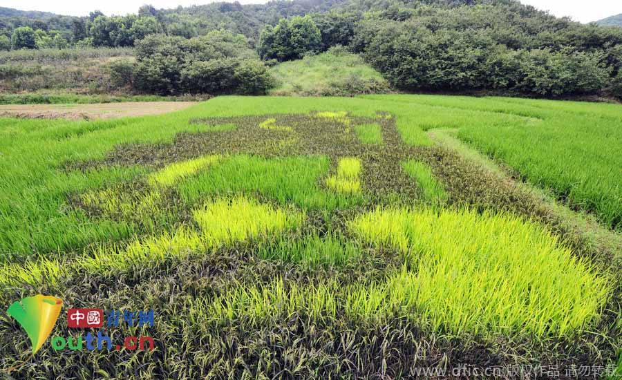 حصاد حقول الأرز الملون " صور كاريكاتورية" بمدينة هانغتشو الصينية