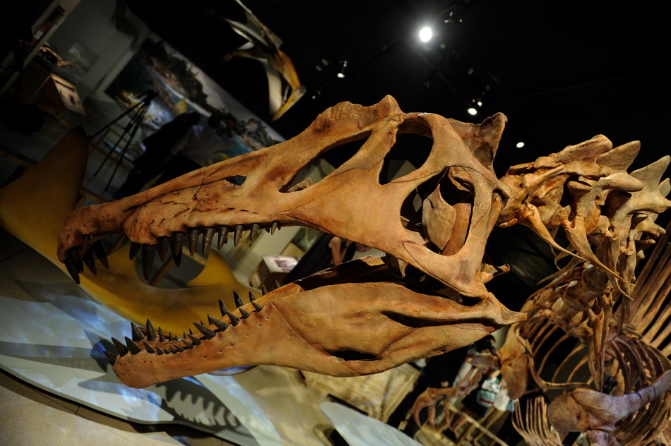 العثور على أول ديناصور يأكل سمك القرش