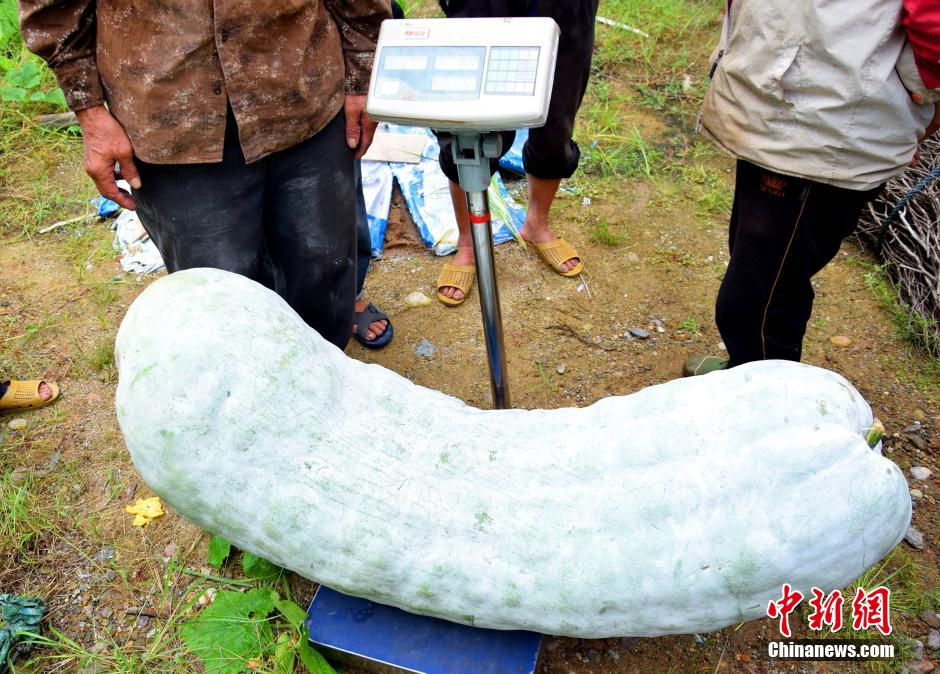 فلاح صيني يحصد بطيخا شتويا ضخما وزنه 86.75 كجم
