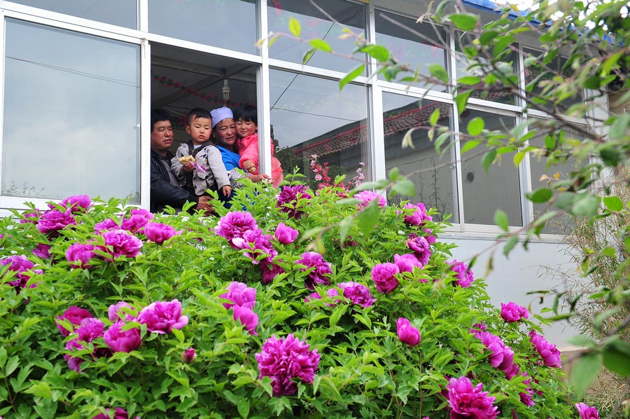 سكان قرية تشيجيا في محافظة جينغيوان التابعة لمنطقة نينغشيا يتمتعون بالزهور داخل منازلهم