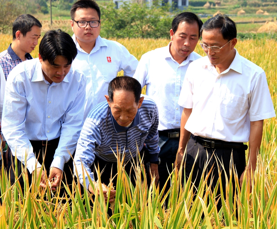 محاصيل الأرز الهجين الصينية تسجل رقما قياسيا