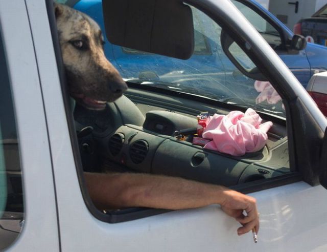 المواقف الظريفة للكلاب عند التقاط الصور 