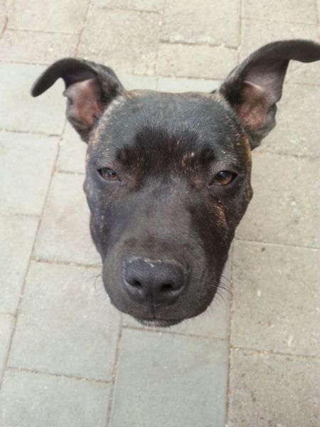 المواقف الظريفة للكلاب عند التقاط الصور 