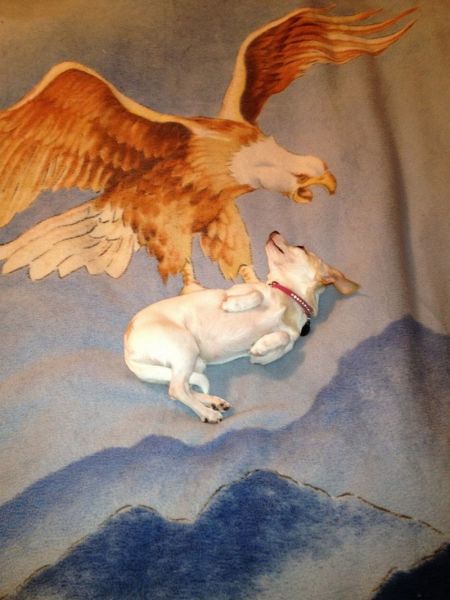 المواقف الظريفة للكلاب عند التقاط الصور 