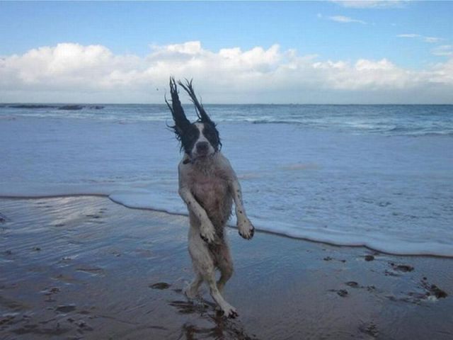 المواقف الظريفة للكلاب عند التقاط الصور 