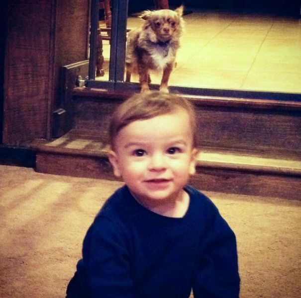 المواقف الظريفة للكلاب عند التقاط الصور 