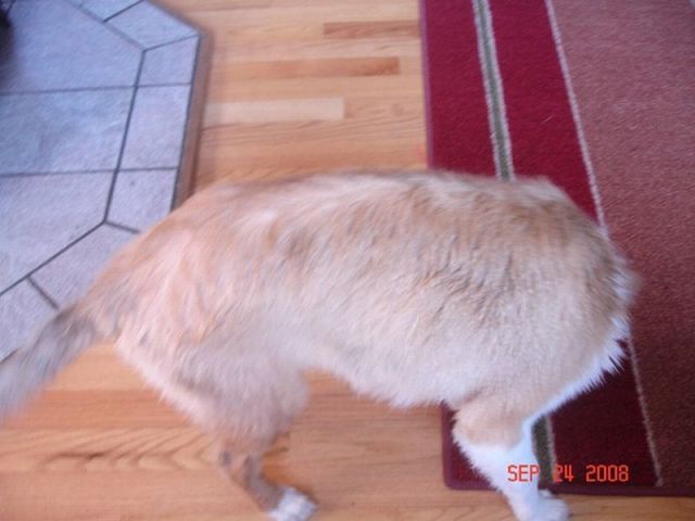 المواقف الظريفة للكلاب عند التقاط الصور 