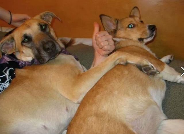 المواقف الظريفة للكلاب عند التقاط الصور 