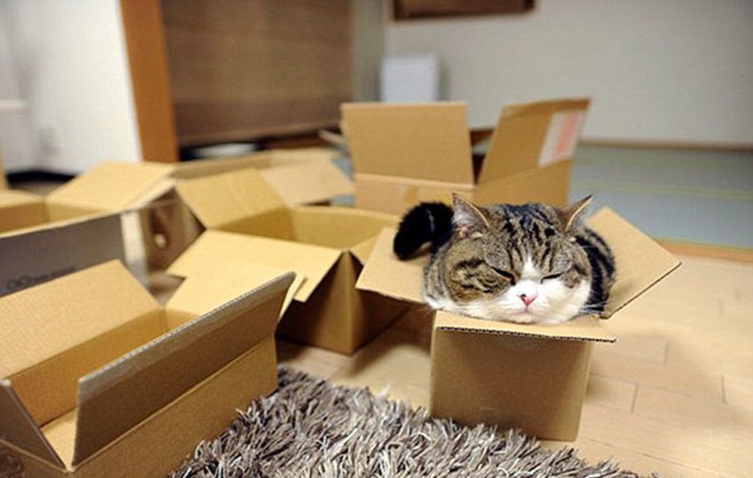 صور ظريفة:اجسام القطط لينة جدا