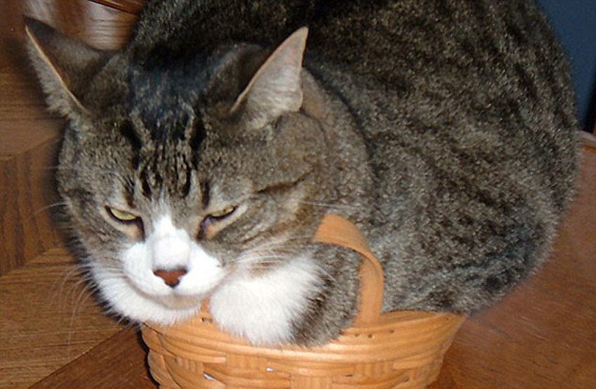 صور ظريفة:اجسام القطط لينة جدا