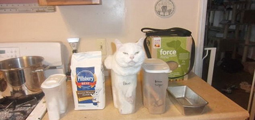 صور ظريفة:اجسام القطط لينة جدا