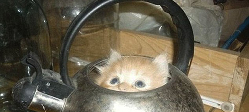 صور ظريفة:اجسام القطط لينة جدا