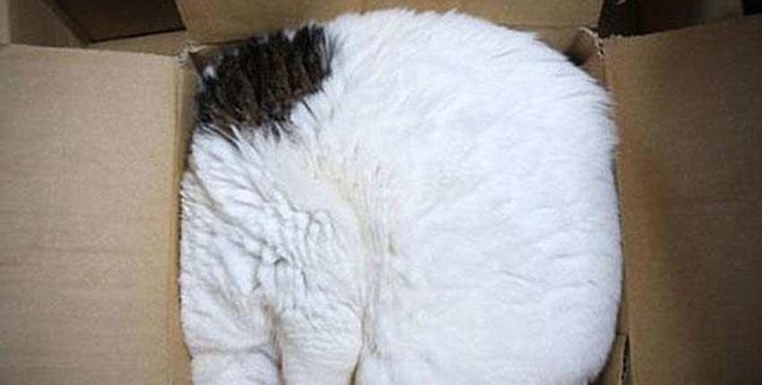 صور ظريفة:اجسام القطط لينة جدا