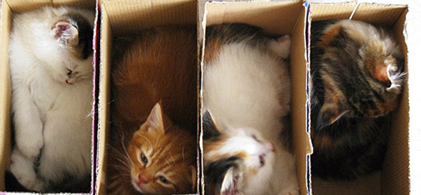 صور ظريفة:اجسام القطط لينة جدا