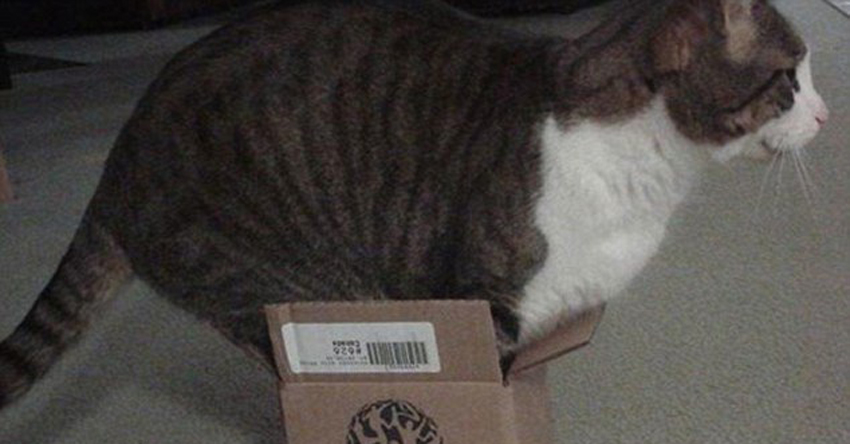 صور ظريفة:اجسام القطط لينة جدا