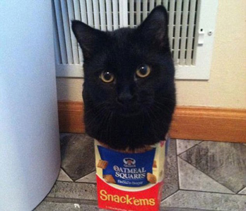 صور ظريفة:اجسام القطط لينة جدا