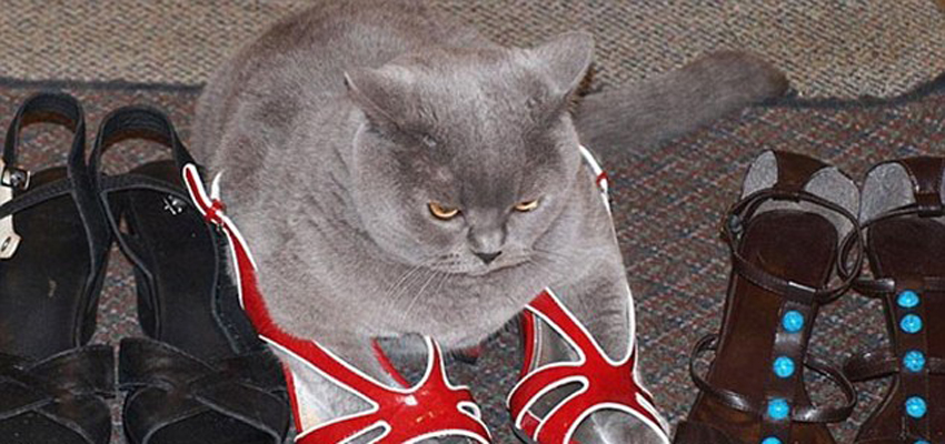 صور ظريفة:اجسام القطط لينة جدا