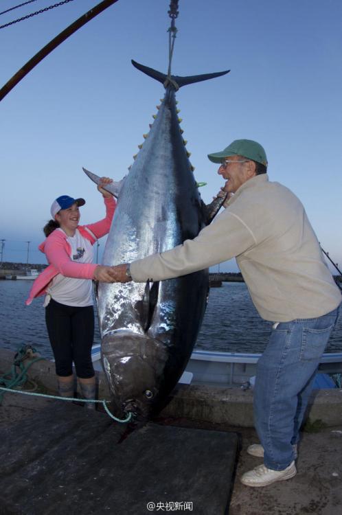 فتاة كندية تصطاد سمكة تونة عملاقة وزنها 280 كلغ