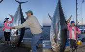 فتاة كندية تصطاد سمكة تونة عملاقة وزنها 280 كلغ 