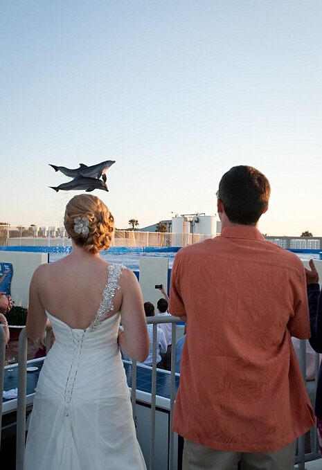 الدلافين تشهد حفلة زفاف الزوجين الأمريكيين