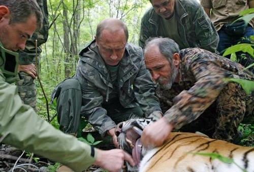 جنود صينيون عثروا على النمر السيبيري "كوزيا" الذي أطلقه بوتين 