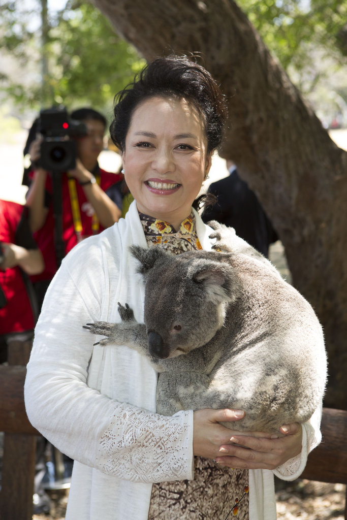 أدت عقيلة الرئيس الصيني بنغ لي يوان في 15 نوفمبر الجاري، زيارة إلى حديقة الحيوانات لون باين للكوالا الواقعة بأكبر محمية طبيعية للكوالا على خليج نهر برينسبان. حيث إحتضنت بنغ لي يوان احدى جراء الكوالة. 