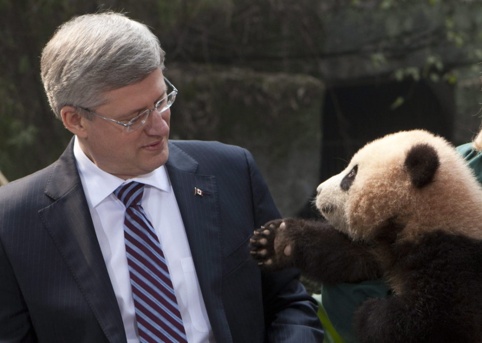 شاهد رئيس الوزراء الكندي ستيفن هاربرباندا فى حديقة الحيوان   بمدينة تشونغتشينغ الباندا العملاقة   بجنوب غرب الصين يوم 11 فبراير عام 2012.