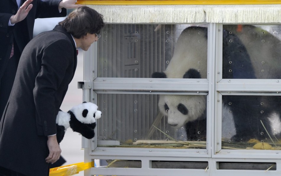 وفي 23 فبراير 2014، وصل الباندا "شينغ هوي" و"هاو هاو "إلى مطار بروكسيل الدولي، في إطار إعارة صينية إلى بلجيكا.