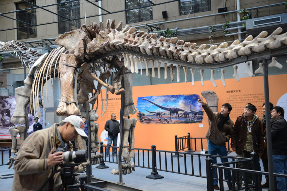 عرض الهيكل العظمي لأكبر ديناصور فى العالم ببكين