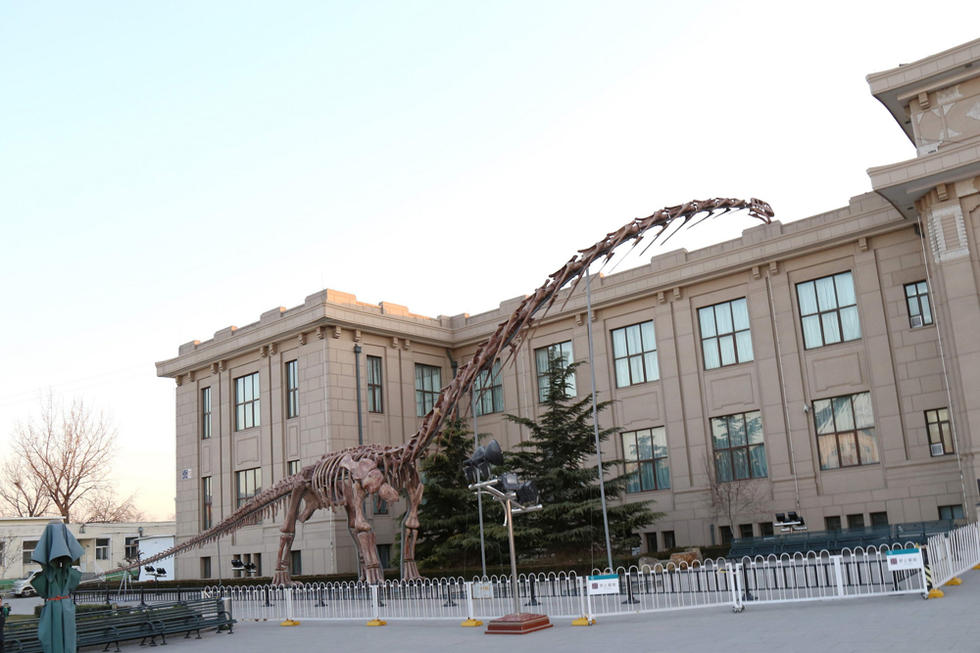 عرض الهيكل العظمي لأكبر ديناصور فى العالم ببكين