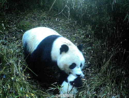 رصد باندا بري تمشي مع صغيرها في جنوب غربي الصين