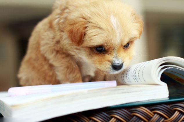 صور ظريفة: الحيوانات المجتهدة فى الدراسة