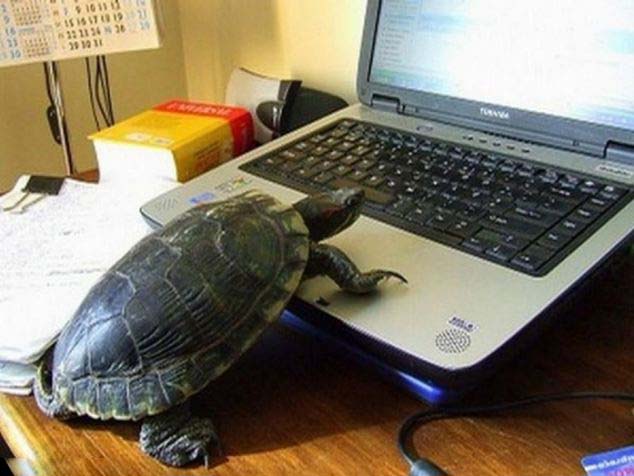 صور ظريفة: الحيوانات المجتهدة فى الدراسة